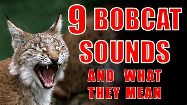 Bobcat Screams And Their Astonishing Significance