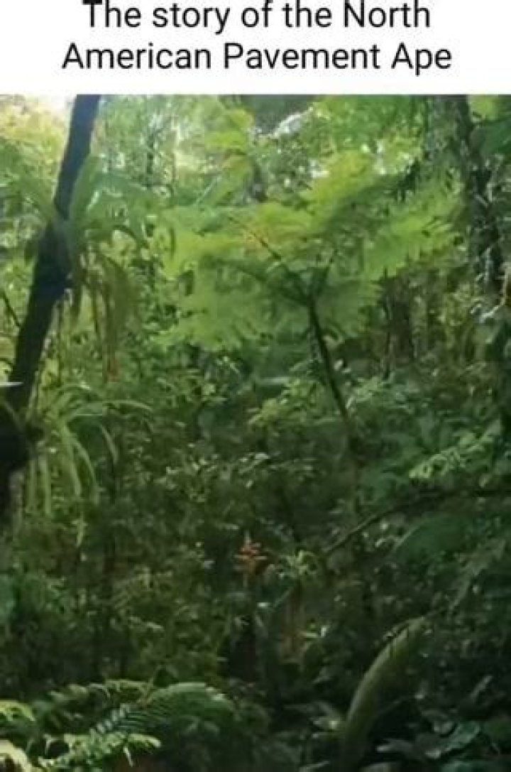 Discoveries And Insights From "North American Pavement Ape Videos"