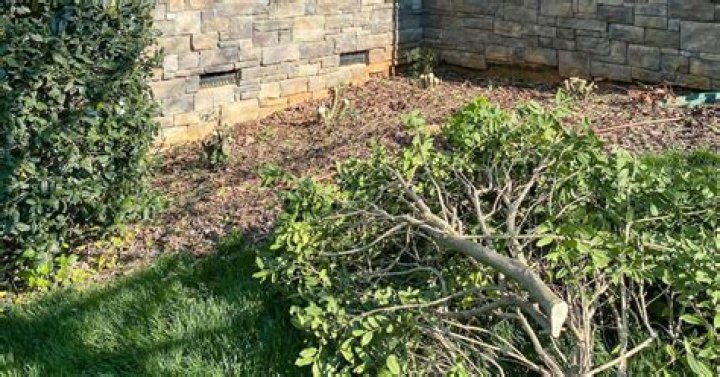 Effortless Holly Bush Removal Techniques Revealed