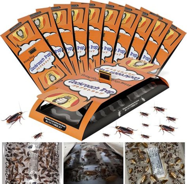 Masterful Roach Control With Orthene