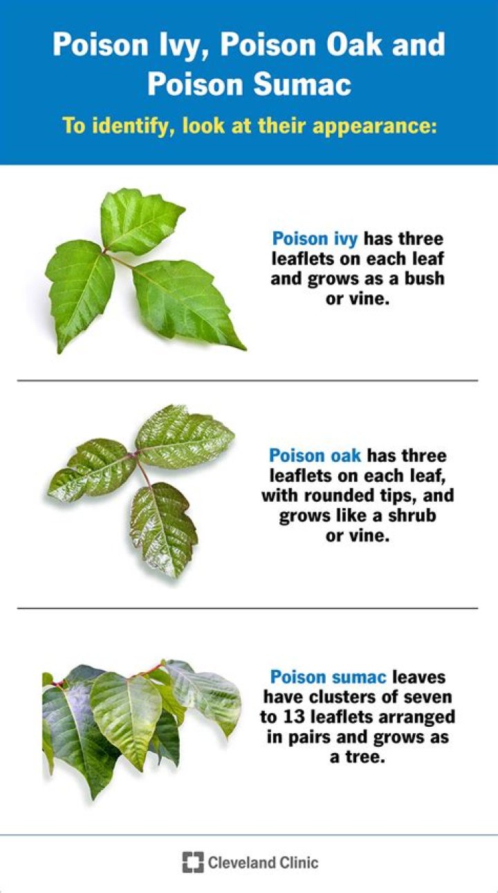 Poison Ivy" & Its Cultural Impact