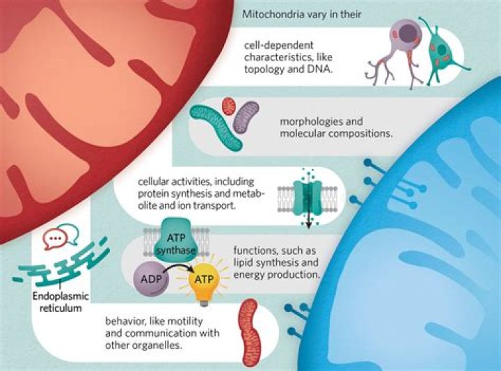 Unveiling The Multifaceted Anthony Atamanuik: Insights And Discoveries